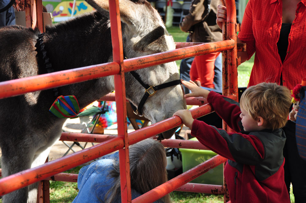 A child gets up close to a donkey at the UTM Quad city petting zoo